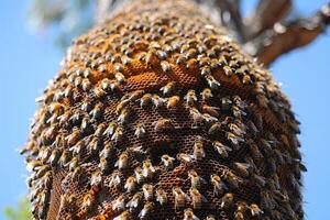 A detailed closeup view of a beehive nestled on a tree photo