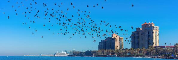A large flock of birds is currently flying gracefully over a body of water photo