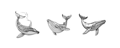 Stylized Whale Illustrations with Abstract Line Art. icon design. vector
