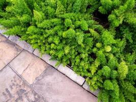 Asparagus Foxtail fern field beside the walkway photo