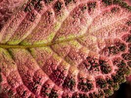 Colorful pattern and soft fur on the leaf surface of the Carpet Plant photo