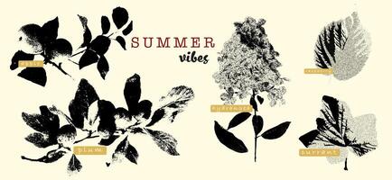 Vintage botanical collage featuring summer fruits and flowers with grunge textures. Includes labels for apple, plum, hydrangea, raspberry, and currant. Ideal for seasonal designs, rustic aesthetics, and nature-inspired projects. Retro and trendy vibes. vector
