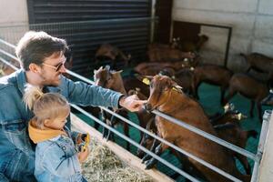Little girl stands next to her dad stroking a goat with a finger on the nose in a paddock photo