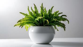 Asparagus Fern in Clean, Elegant Pot photo