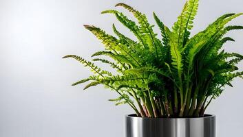 Lush Asparagus Fern in Minimalist Ceramic Pot photo