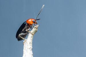 Shiny Flea Beetle or Pumpkin beetle on tree branch. photo