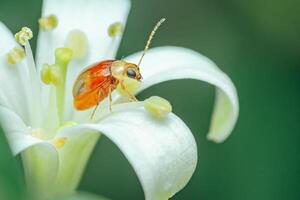 Red-shouldered Leaf Beetle on white flower. photo