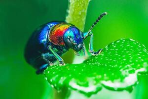 Blue Milkweed Beetle on green leaf. photo