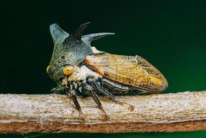 Thorn-hopper is Treehoppers on tree branch. photo