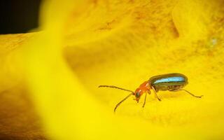 Shiny Flea Beetle on flower and black background. photo