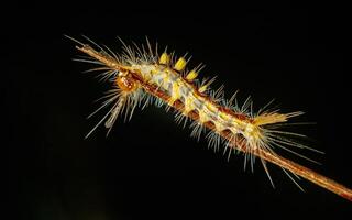 Hairy poisonous caterpillar on tree branch. photo