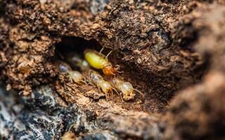 Termites walking in nest on forest floor. photo