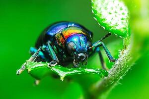 Blue Milkweed Beetle on green leaf. photo