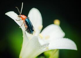 Shiny Flea Beetle on flower and black background. photo