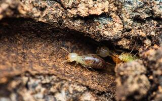 Termites walking in nest on forest floor. photo