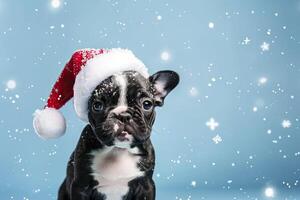 French bulldog with santa hat on blue background with snowflakes. photo