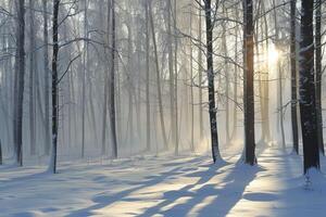 Sunset in the winter forest. The sun's rays through the trees. photo