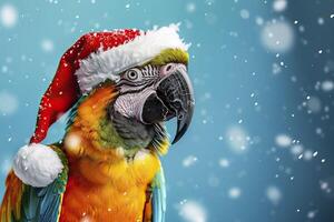 Macaw parrot in santa hat on blue background with snow. photo
