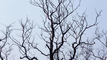 Zigzag branches of skeleton tree photo