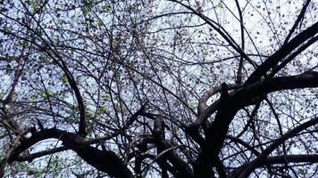 Zigzag branches of skeleton tree photo