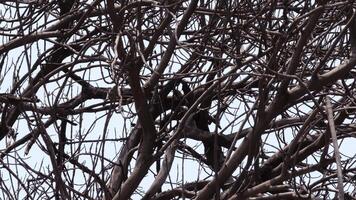 Zigzag branches of skeleton tree photo
