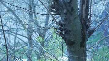 Closeup of a Himalayan tree in the mist photo