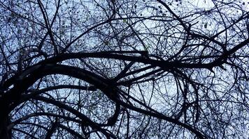 Zigzag branches of skeleton tree photo