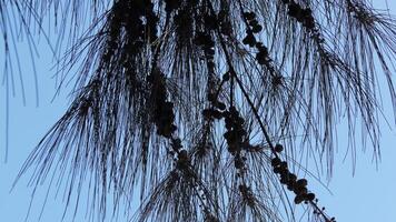 Needle leaves and beads of a tree photo