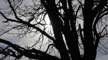Zigzag branches of skeleton tree photo