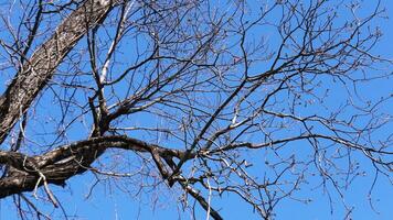 Zigzag branches of skeleton tree photo