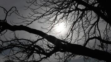 Zigzag branches of skeleton tree photo