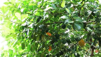 Tender leaves of jackfruit tree in sunlight photo