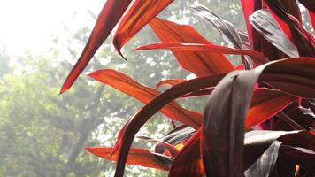 Beautiful garden plants with colorful leaves photo