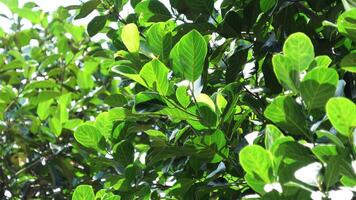 Tender leaves of jackfruit tree in sunlight photo