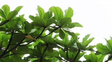 Tree branch with large green leaves photo