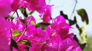 Beautiful bougainvillea plant in pink bloom photo