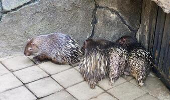 Four sunda porcupine, javan porcupine, or landak jawa on horizontal gray brick flooring and rock wall in zoo habitat environment background. photo