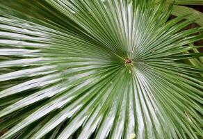 Saribus rotundifolius or Anahaw palm shiny leaf texture isolated on horizontal ratio outdoor environment background. photo