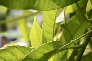 Beautiful green fresh mango tree leaf texture isolated on horizontal bright sunny day time outdoor environment background. photo