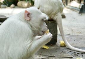 White monkey eating banana fruit from side view isolated on horizontal zoo stone and sand ground environment background. photo
