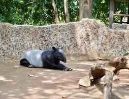 Black and white colored beautiful tapir resting on horizontal zoo habitat ground environment background. photo