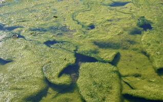 Dense algae bloom on sea water surface isolated on horizontal full frame background. photo