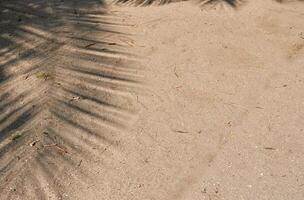Palm tree leaf shadow on beach sand ground flooring texture isolated on horizontal ratio copy spaced background. photo