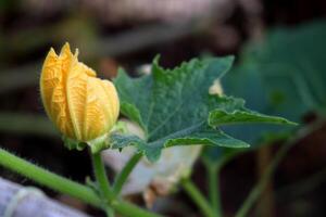 Pumpkin flower blooming on branch with green leaf. photo