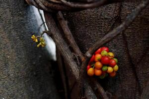 Branch of Tiliacora triandra or Yanang and ripe fruits around dark brown trunk tree in Thailand. photo