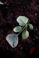 Top view Chinese kale or Chinese broccoli growing on dark ground. photo