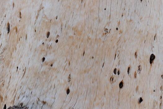 Old surface of peeled off bark of trunk dead tree background. photo