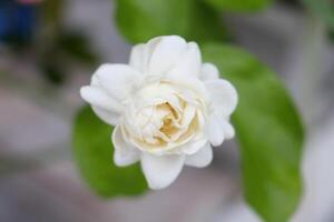 Close up top view of Thai jasmine flower blooming on bunch and leaves. photo