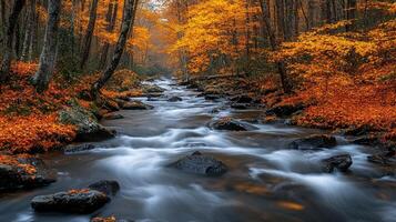 Mountain stream flows through a vibrant autumn forest photo
