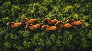 Herd of horses running above green forest in summer photo